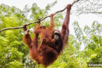 Bittrex Global Lists UPCO2 Token That Will ‘Hodl’ Tropical Forests