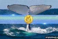 Dogecoin Whales Quietly Accumulate as Holdings Reach Record Highs
