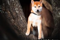 Floki Inu Price Forecast as Chancer Token Sale Gains Momentum