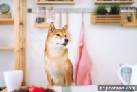 Top AI Crypto Investments: Shiba Memu & SingularityNET Guide