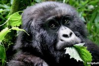 FEG Token — Meme Crypto Aiming to Feed Every Gorilla | Where to Buy