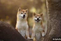 Where to Buy Shiba Inu Cryptocurrency — Is Now the Dip to Buy?