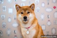 Crypto Highlights This Week: Shiba Memu Presale & SEC Deadline for Bitcoin ETF Changes