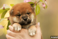 Where to Buy BabyDogeInu: Tracking a 49% Rally in Hybrid Meme Coin