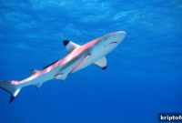 Where to Buy Baby Shark After a 128% Bounce From Monday’s Low