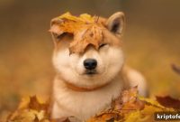 zkSync and Shiba Inu Dive; Investors Turn to Bitbot Ahead of Exchange Launch