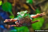 HOPPY Price Forecast as Tequila (JULIO), New Solana Meme Coin, Prepares to Launch