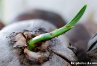 Elrond’s EGLD Price Surge Is Impressive — Wait Until You See Who’s Joining the Platform, Analyst Says