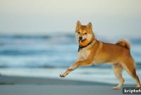 Crypto Price Outlook: Ripple (XRP), Shiba Inu & iDEGEN Perspectives