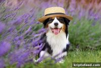Dogwifhat Plummets as CEX Reserves Fall — Could This Meme Coin Explode Next?