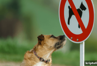 Dogs Not Allowed: Where to Buy NODOGE After Its 2x Growth