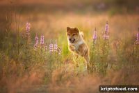 Are Meme Coins Returning Now That Shiba and Doge Are Surging? Not Really